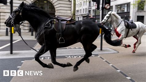 london horses news